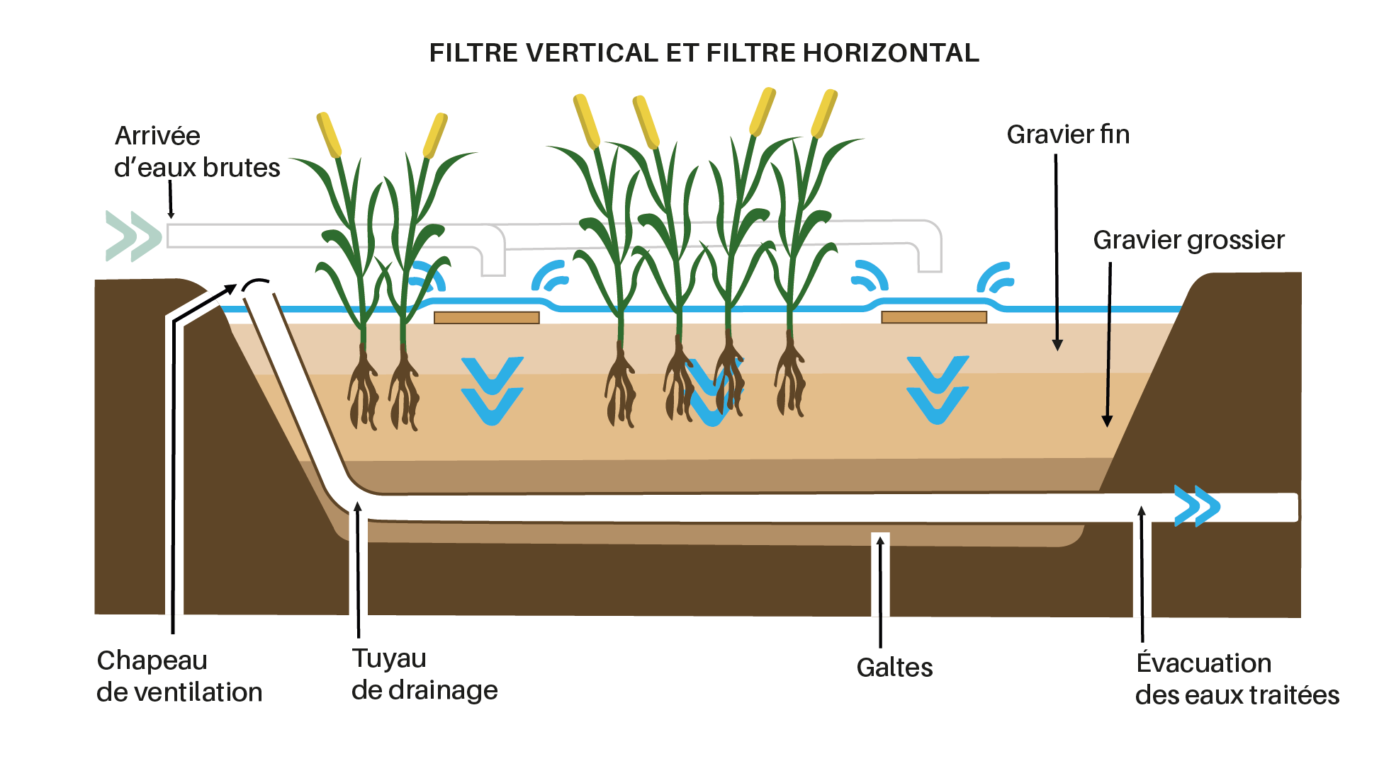 SCHEMA-FILTRE-PLANTE-DE-ROSEAUX